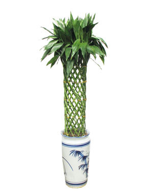 Fairy bamboo